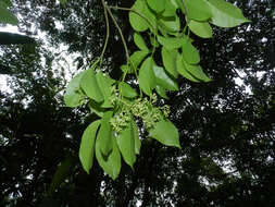 Image de Guapira costaricana