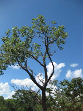 Слика од Erythrina haerdii Verdc.