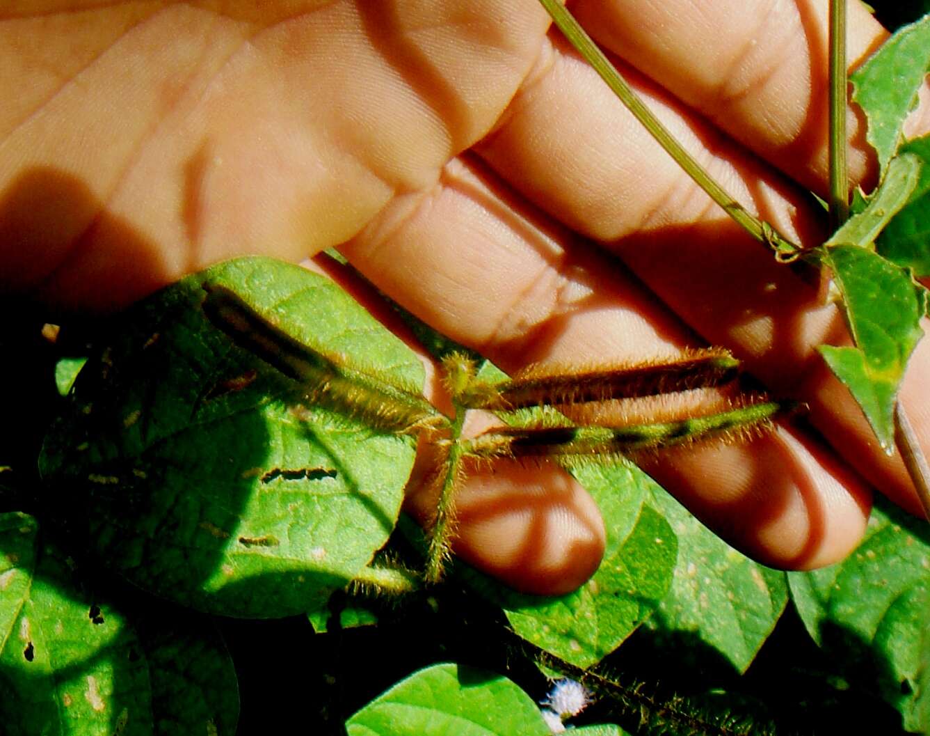 Слика од Calopogonium