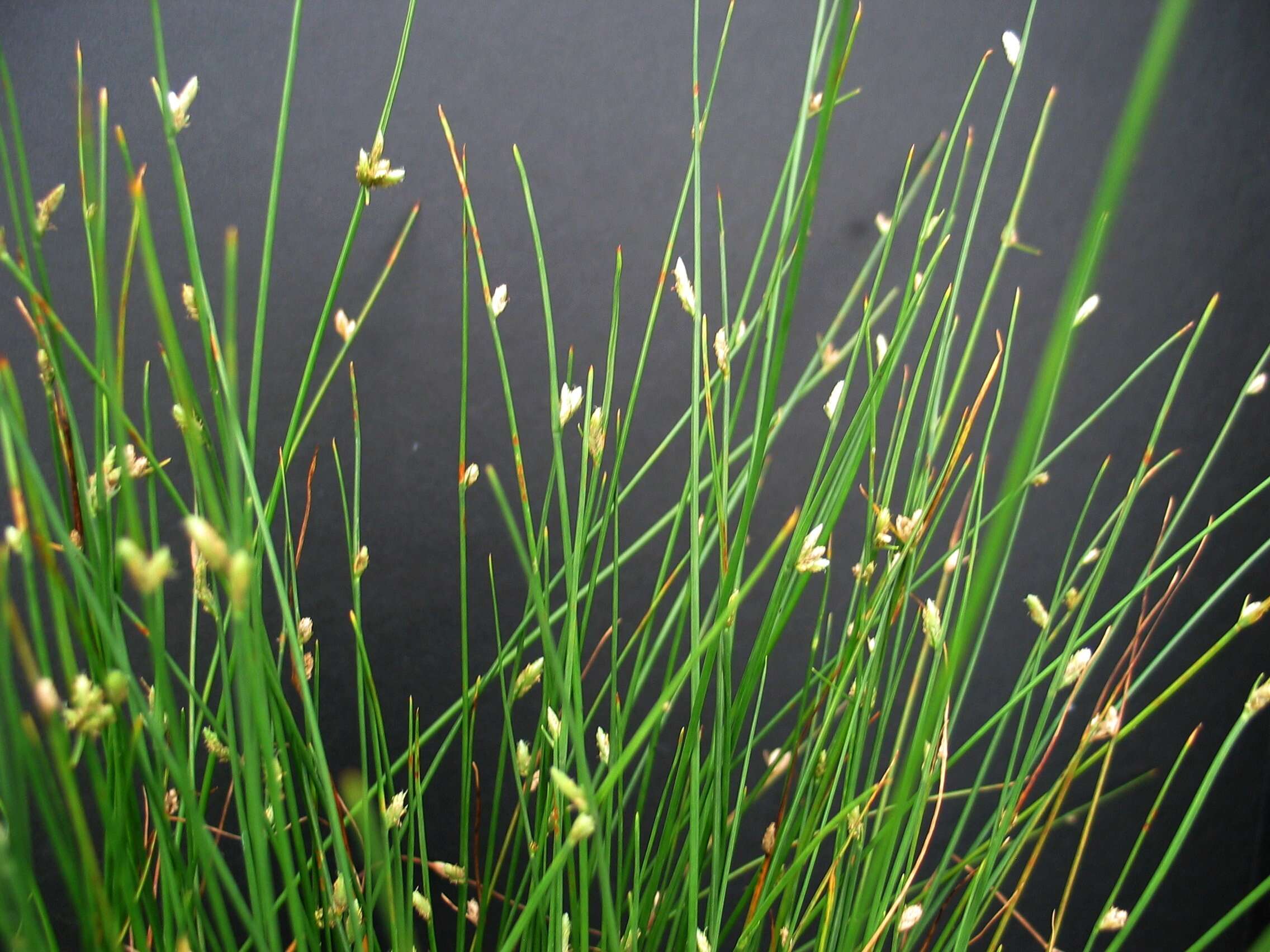 Image of Smooth Flatsedge