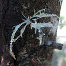 Image of Ramalina dumeticola Krog & Swinscow