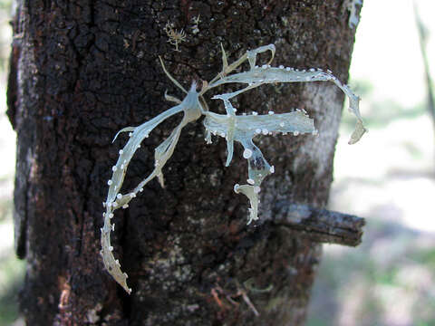 Imagem de Ramalina dumeticola Krog & Swinscow