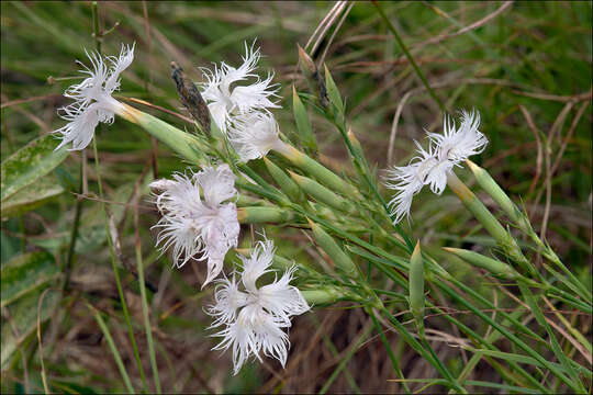 Image of Dianthus superbus subsp. superbus