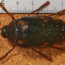 Image of Sternocera castanea boucardii Saunders 1874