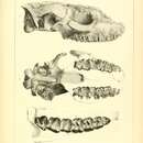 Image of Rhinoceros nebrascensis