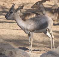 Image of Speke's gazelle