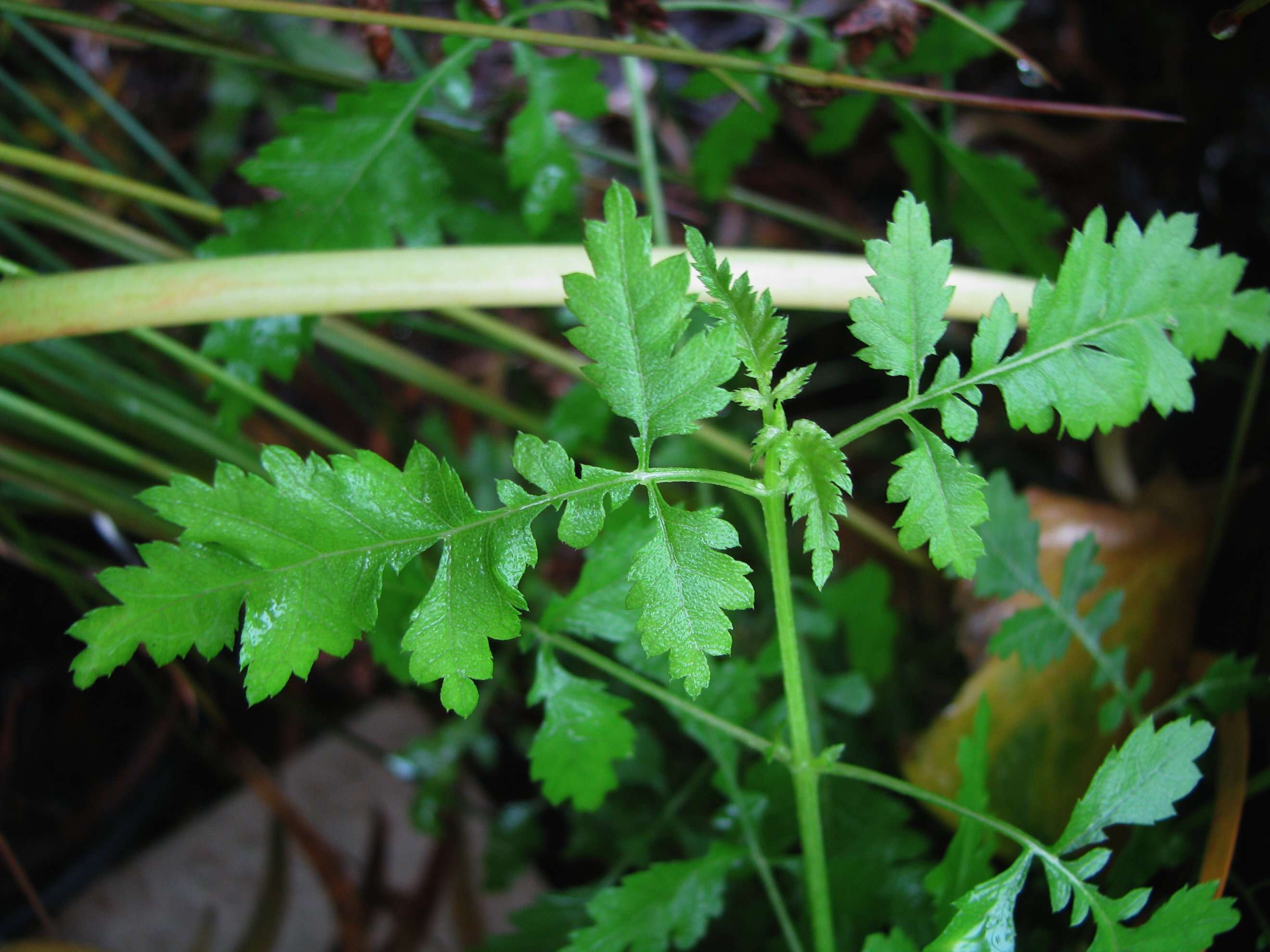 Image of Wollastonia micrantha (Nutt.) Orchard