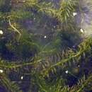 Image of Brazilian Elodea