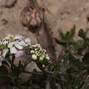 Plancia ëd Iberis lagascana rhomarensis