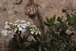 Plancia ëd Brassicaceae