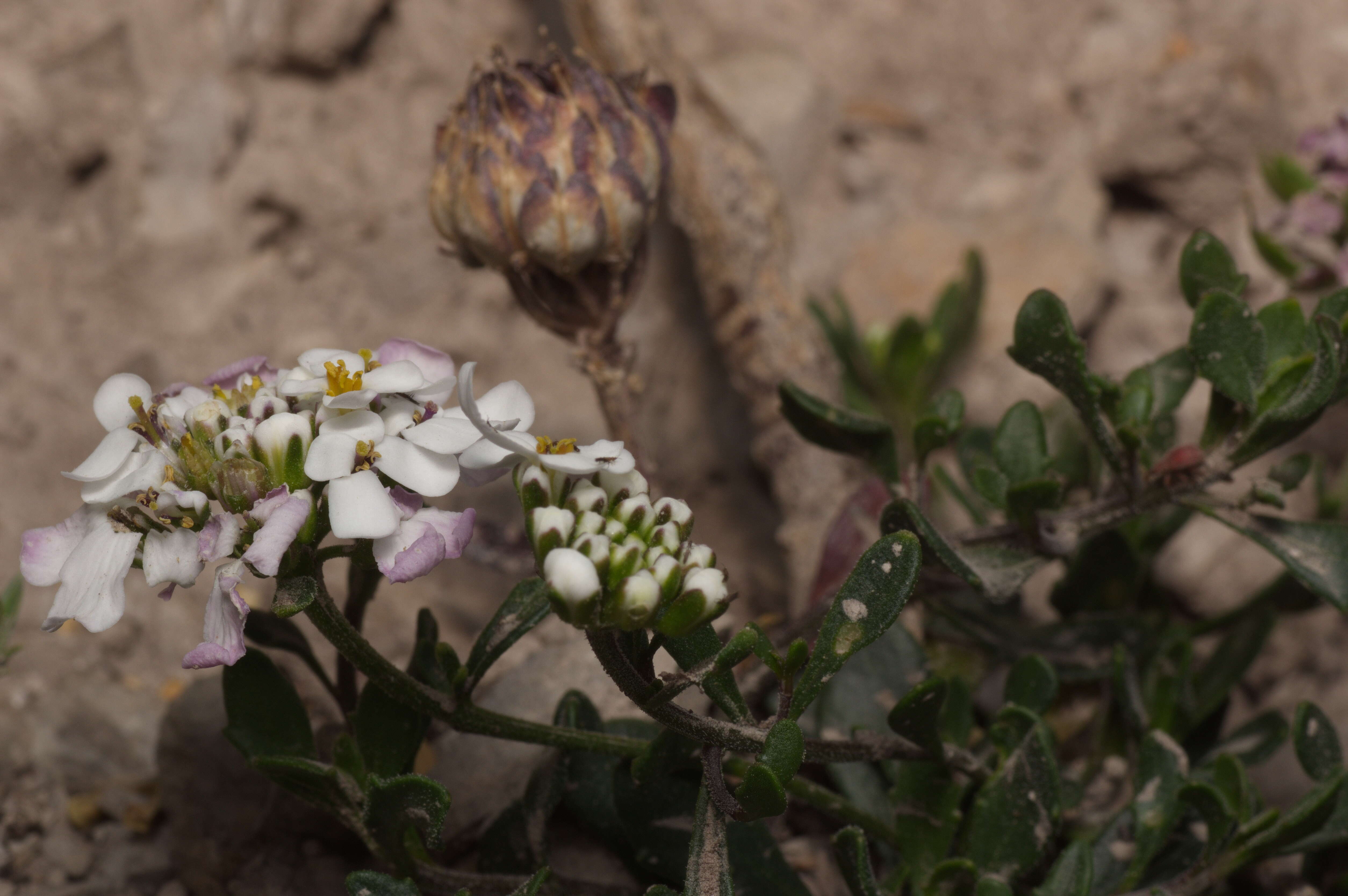 Plancia ëd Brassicaceae