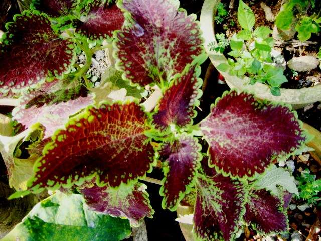 Image of coleus