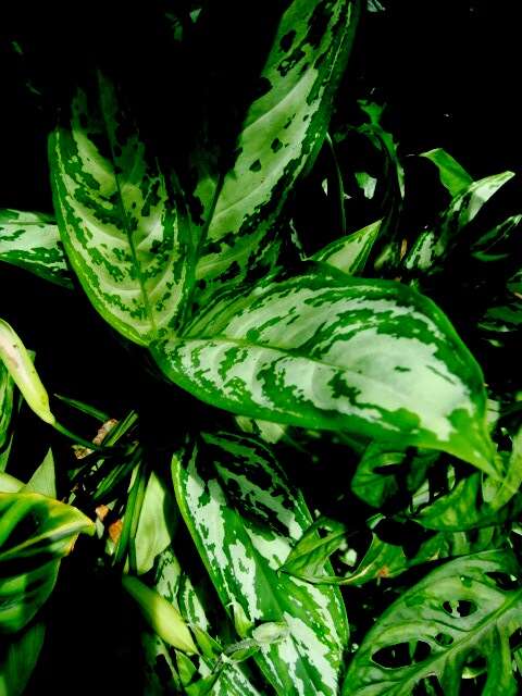 Imagem de Aglaonema commutatum Schott