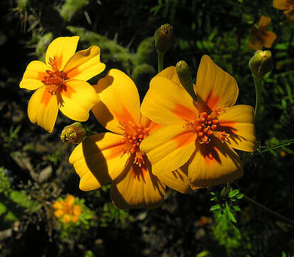 Tagetes lunulata Ortega resmi