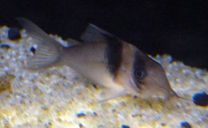 Image of Corydoras virginiae Burgess 1993