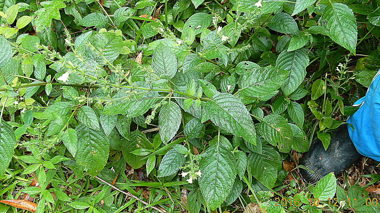 Image of Ruellia ochroleuca Mart. ex Nees