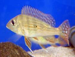 Image of Eartheater cichlid