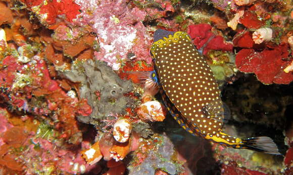 Image of Spotted boxfish