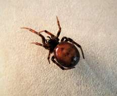 Image of Steatoda