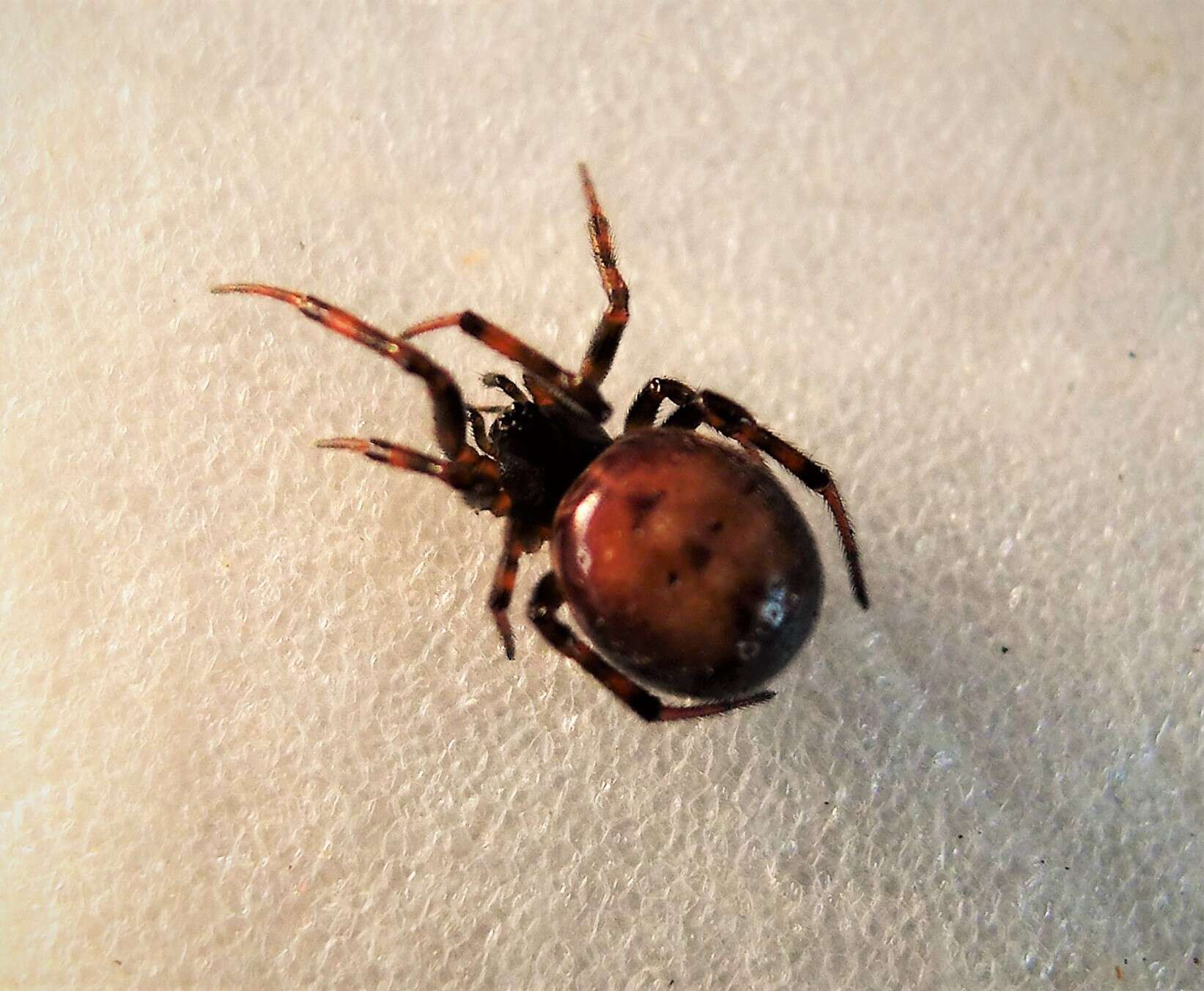 Image of Steatoda