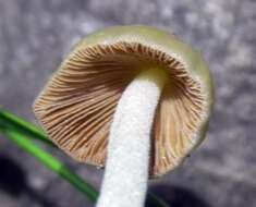 Image of Yellow Fieldcap