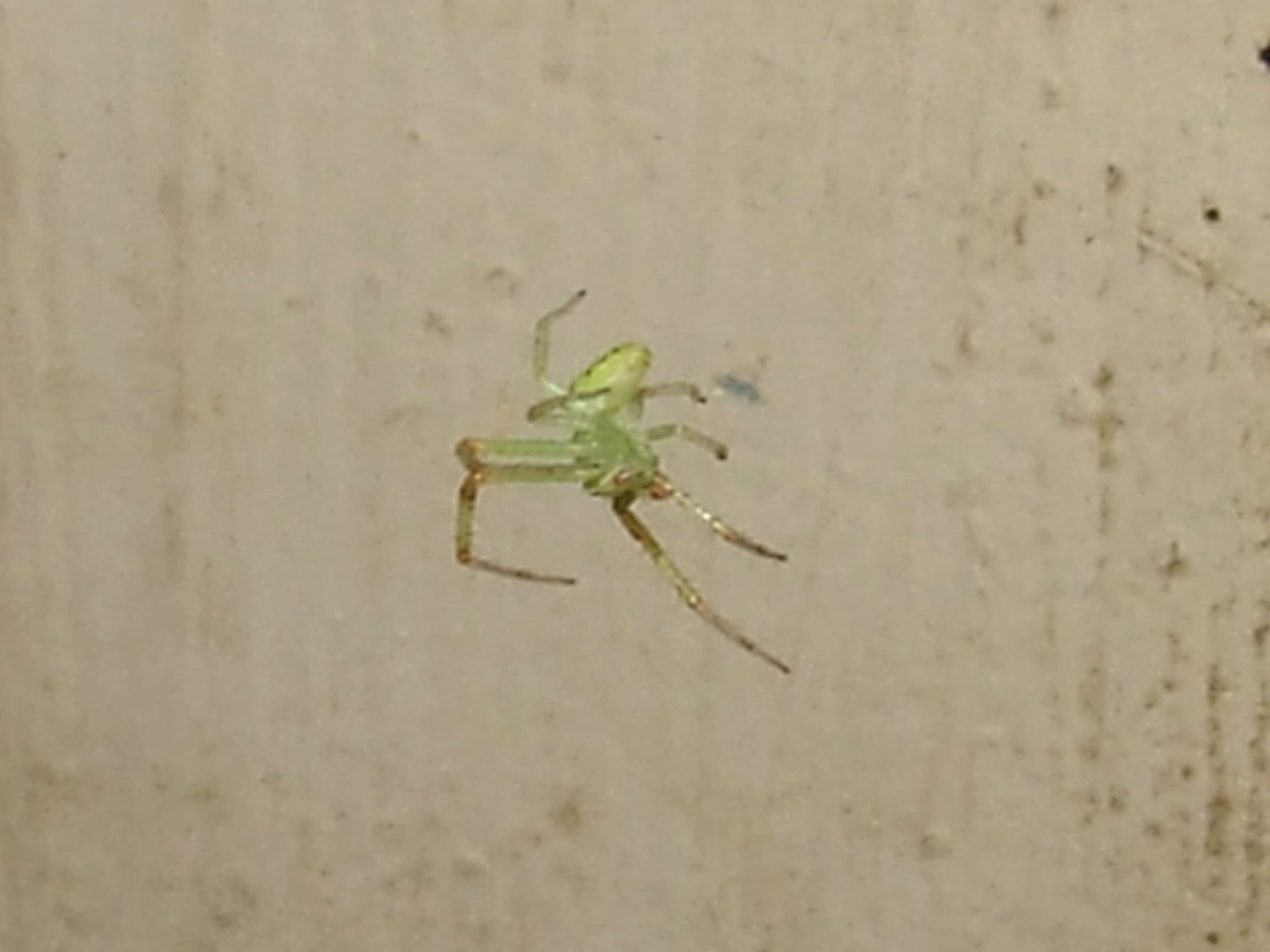 Image of Peucetia