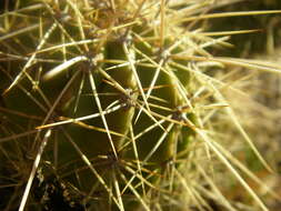 Image of hedgehog cactus