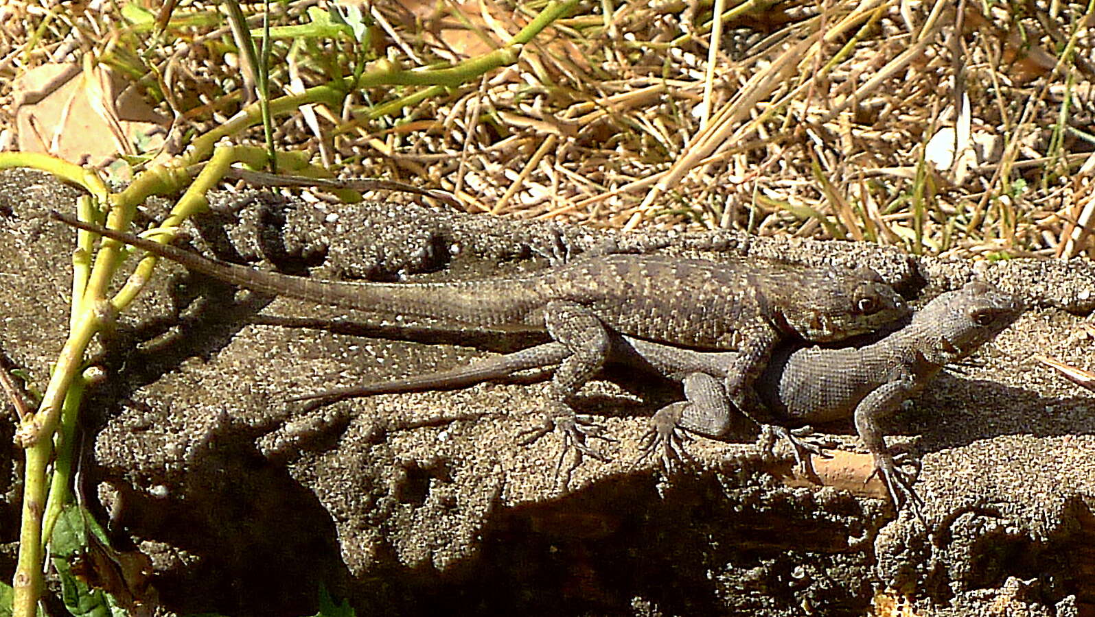 Image of Peters' Lava Lizard