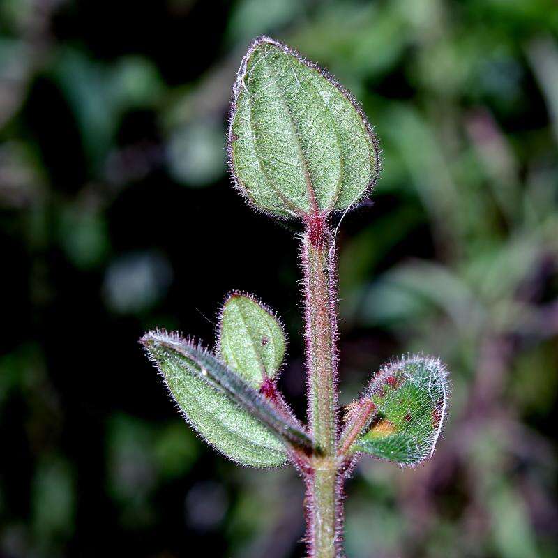 Image of Fritzschia lanceiflora (DC.) M. J. Rocha & P. J. F. Guim.