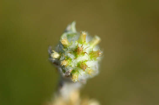 Image of common cottonrose