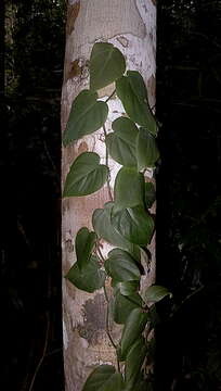 Image of philodendron