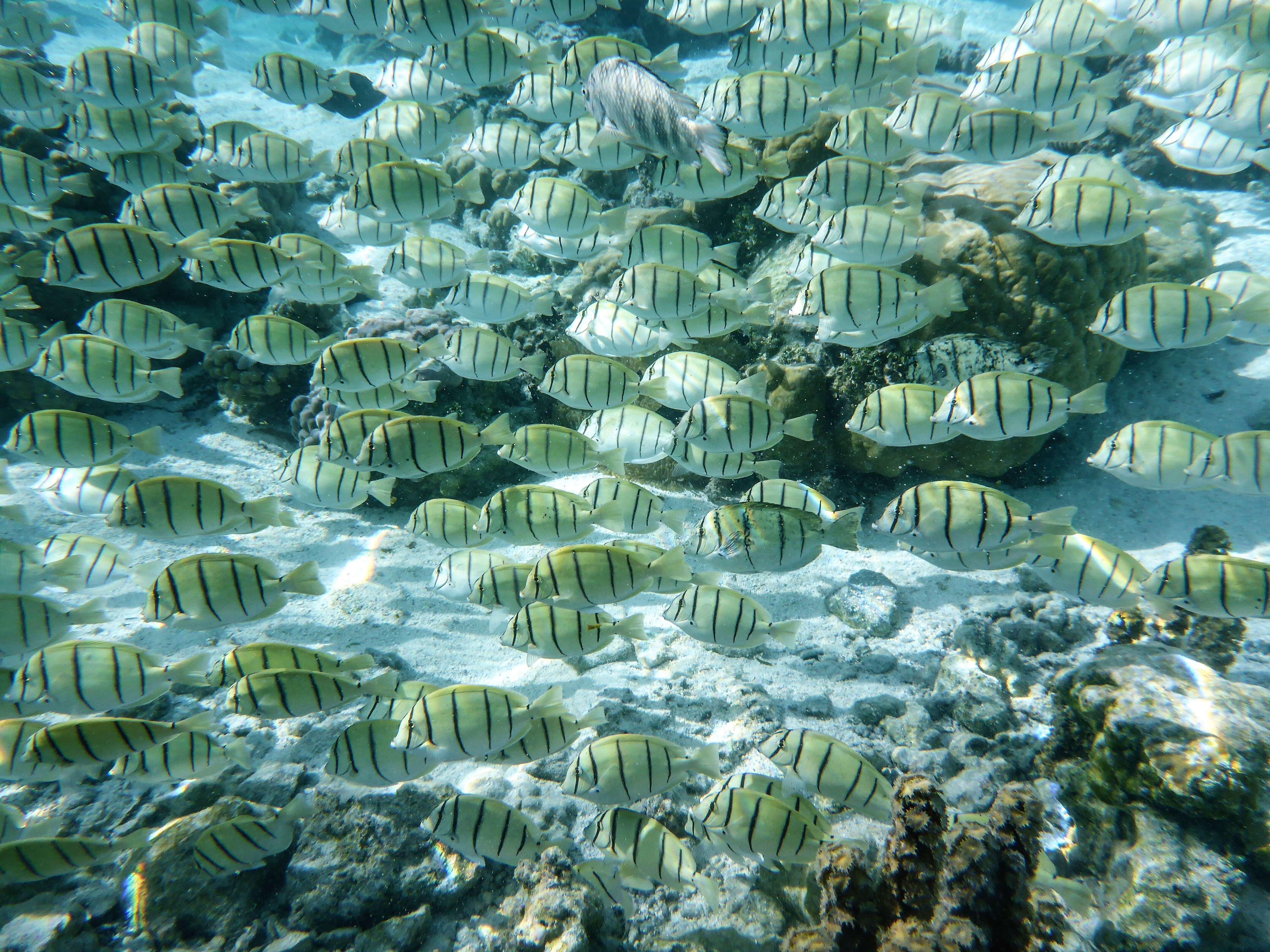 Image of Acanthurus