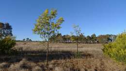 Image of Silver Wattle