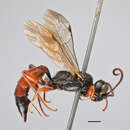 Imagem de Centeterus nigricornis Thomson 1891