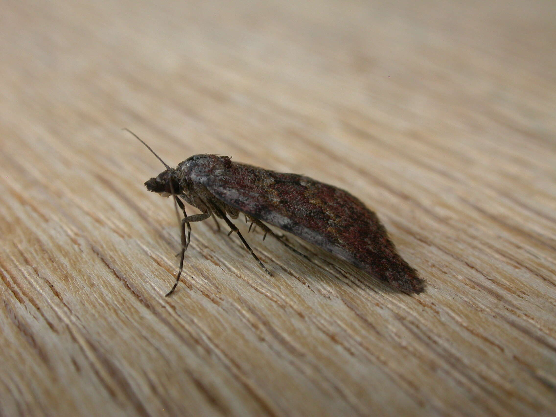 Plancia ëd Dichromodes