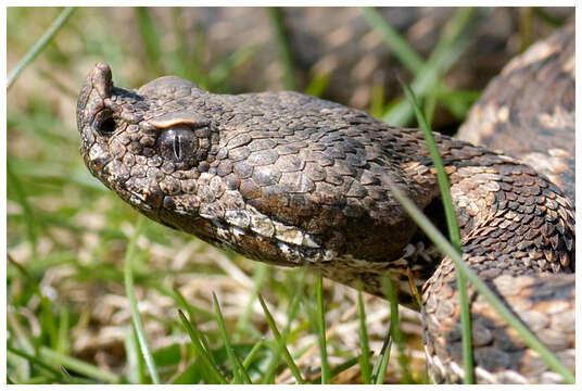 Image of Lataste's Viper