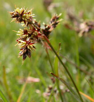 Image of woodrush