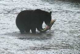 Image of Brown Bear