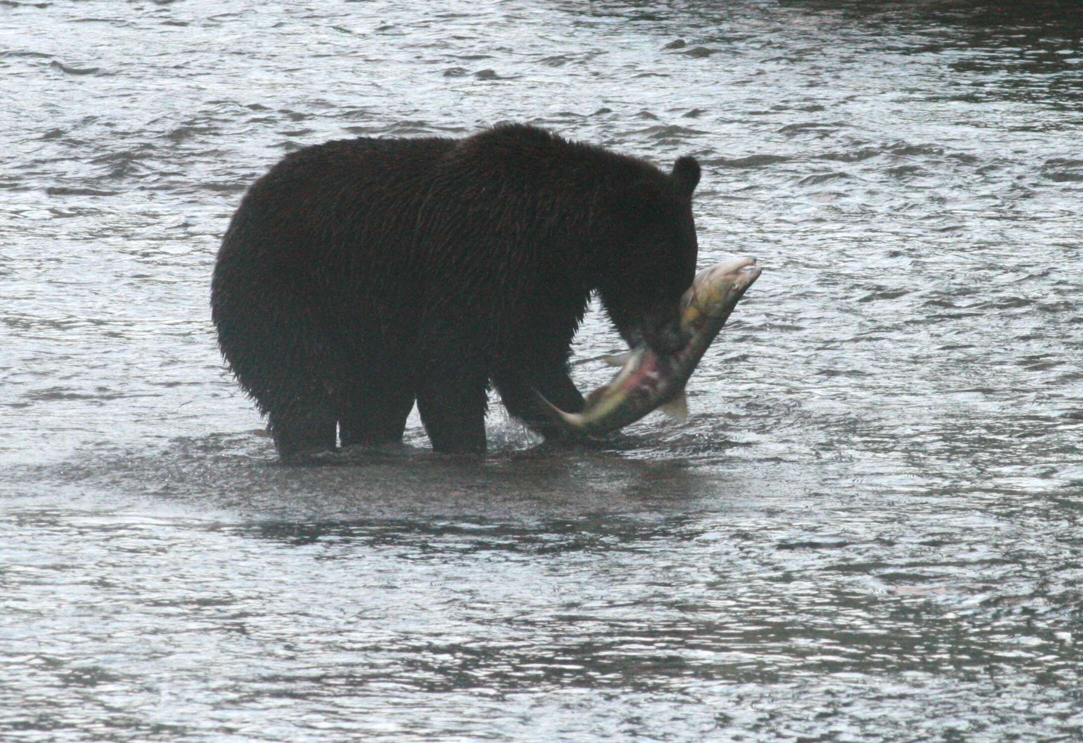 Image of grizzly bear