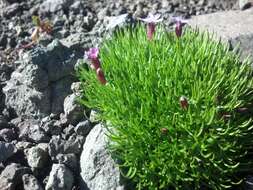 Image of Catchfly