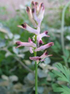 Image of Fumitory