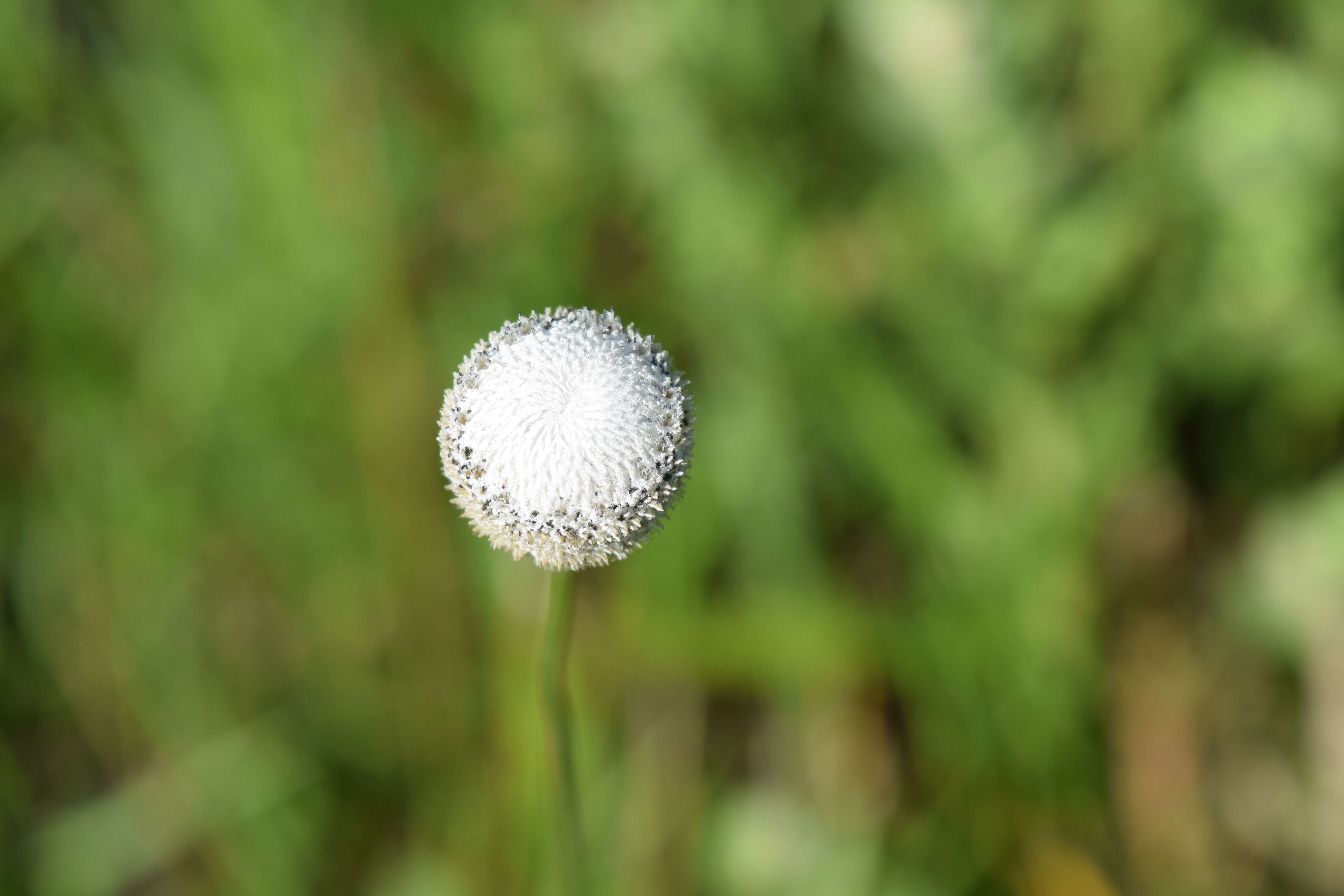 صورة Eriocaulon decangulare L.