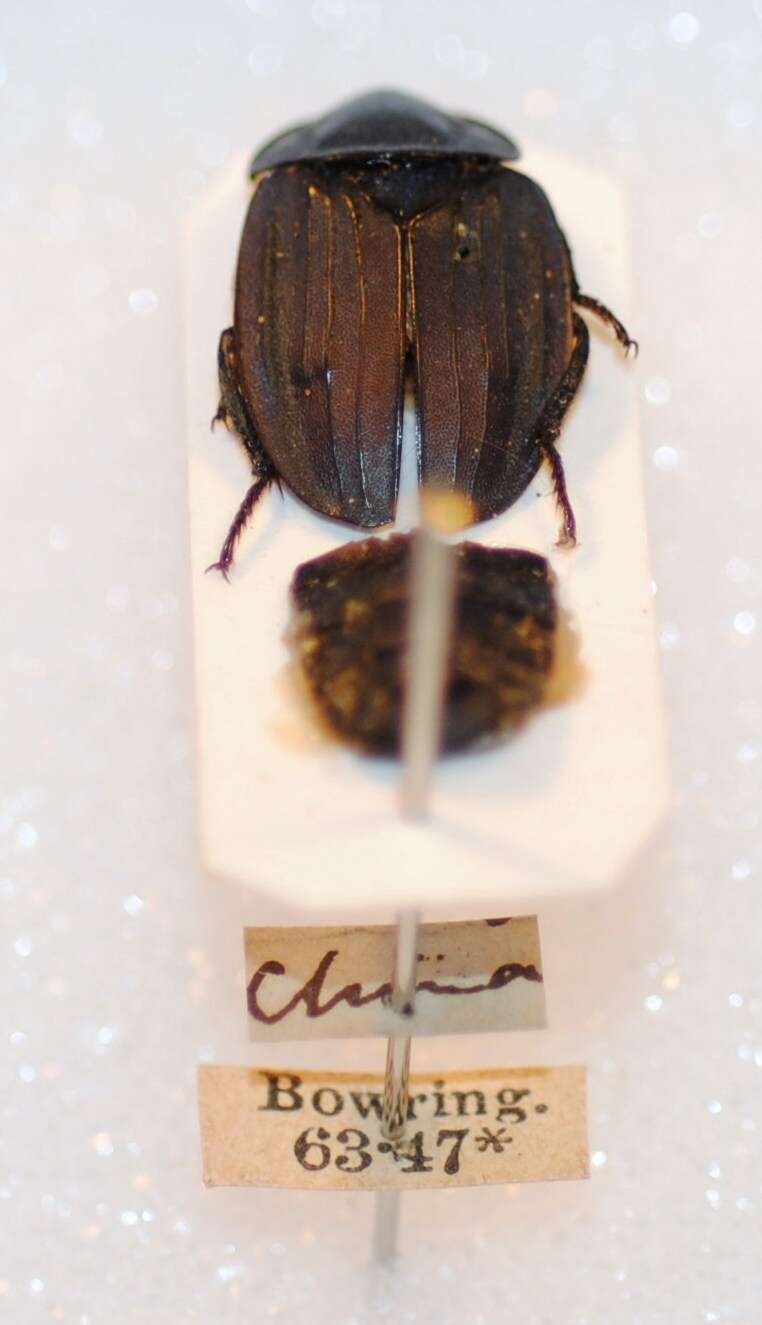 Image of Necrophila (Eusilpha) cyaneocincta (Fairmaire 1878)