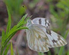 Image of Checkered Whites