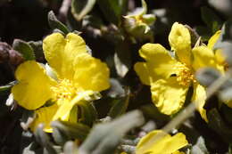 Image of Hibbertia commutata Steudel