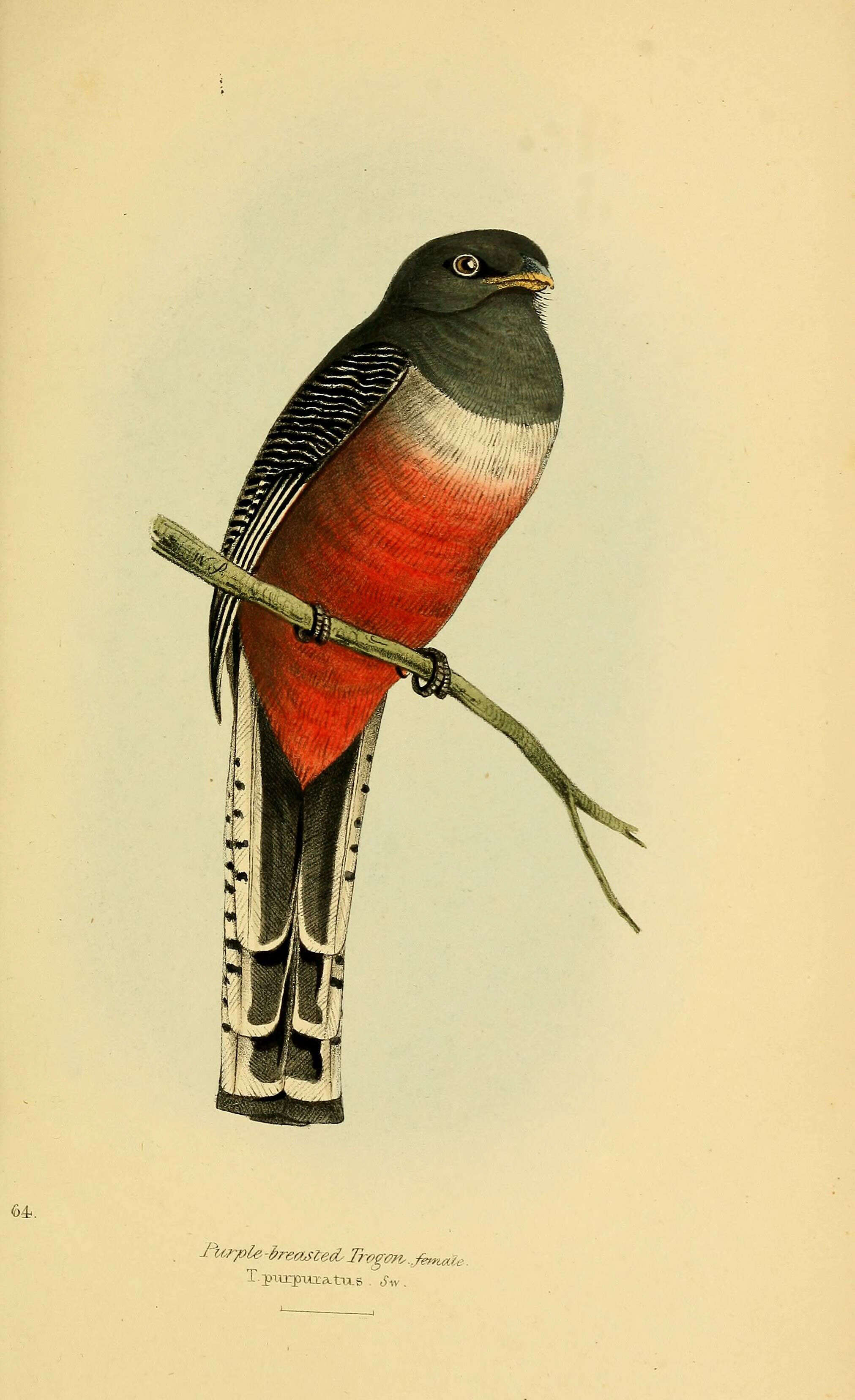 Plancia ëd Trogon Brisson 1760