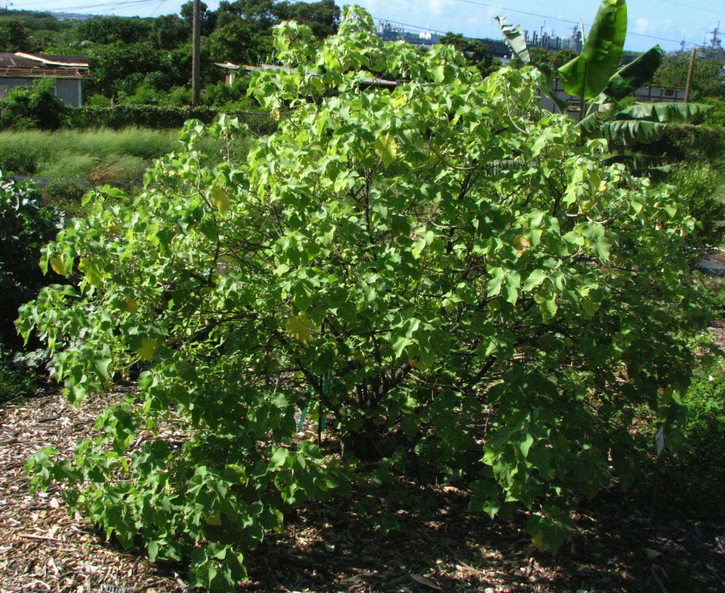 Image of Hidden-petaled Abutilon