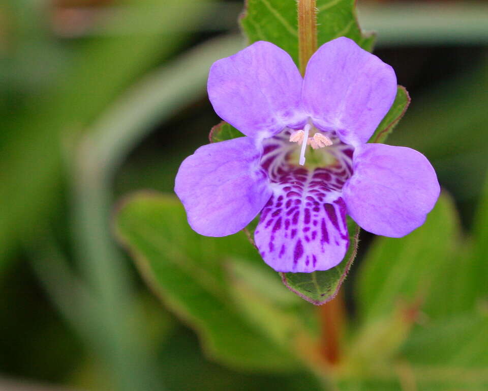 Dyschoriste oblongifolia (Michx.) Kuntze的圖片