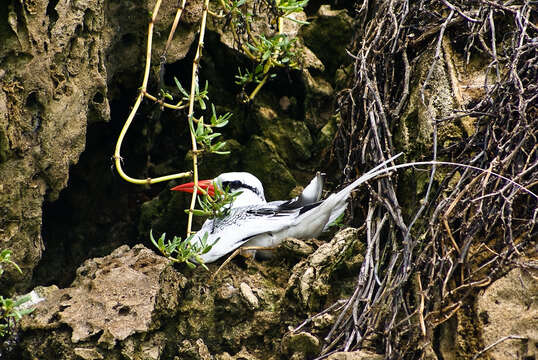 Plancia ëd Phaethon aethereus Linnaeus 1758