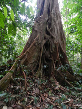 Ficus obtusifolia Kunth的圖片